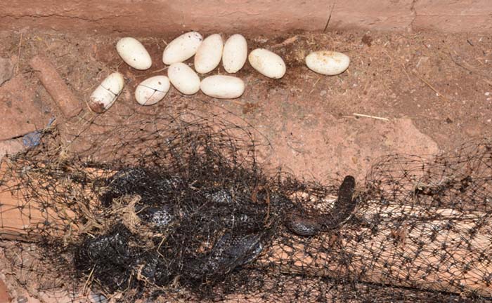 Female black rat snake with eggs